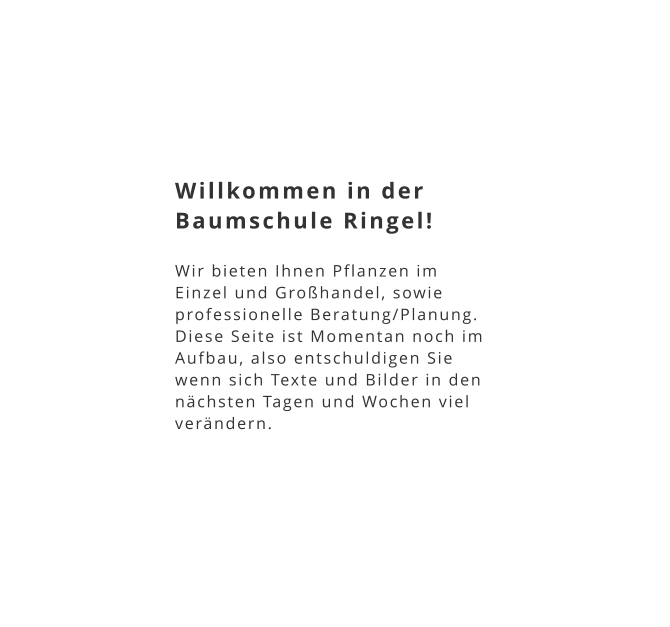 Willkommen in der Baumschule Ringel!   Wir bieten Ihnen Pflanzen im Einzel und Großhandel, sowie professionelle Beratung/Planung.  Diese Seite ist Momentan noch im Aufbau, also entschuldigen Sie wenn sich Texte und Bilder in den nächsten Tagen und Wochen viel verändern.