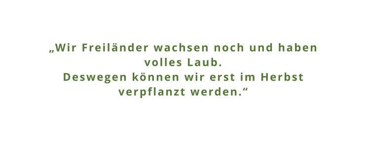 „Wir Freiländer wachsen noch und haben volles Laub. Deswegen können wir erst im Herbst verpflanzt werden.“